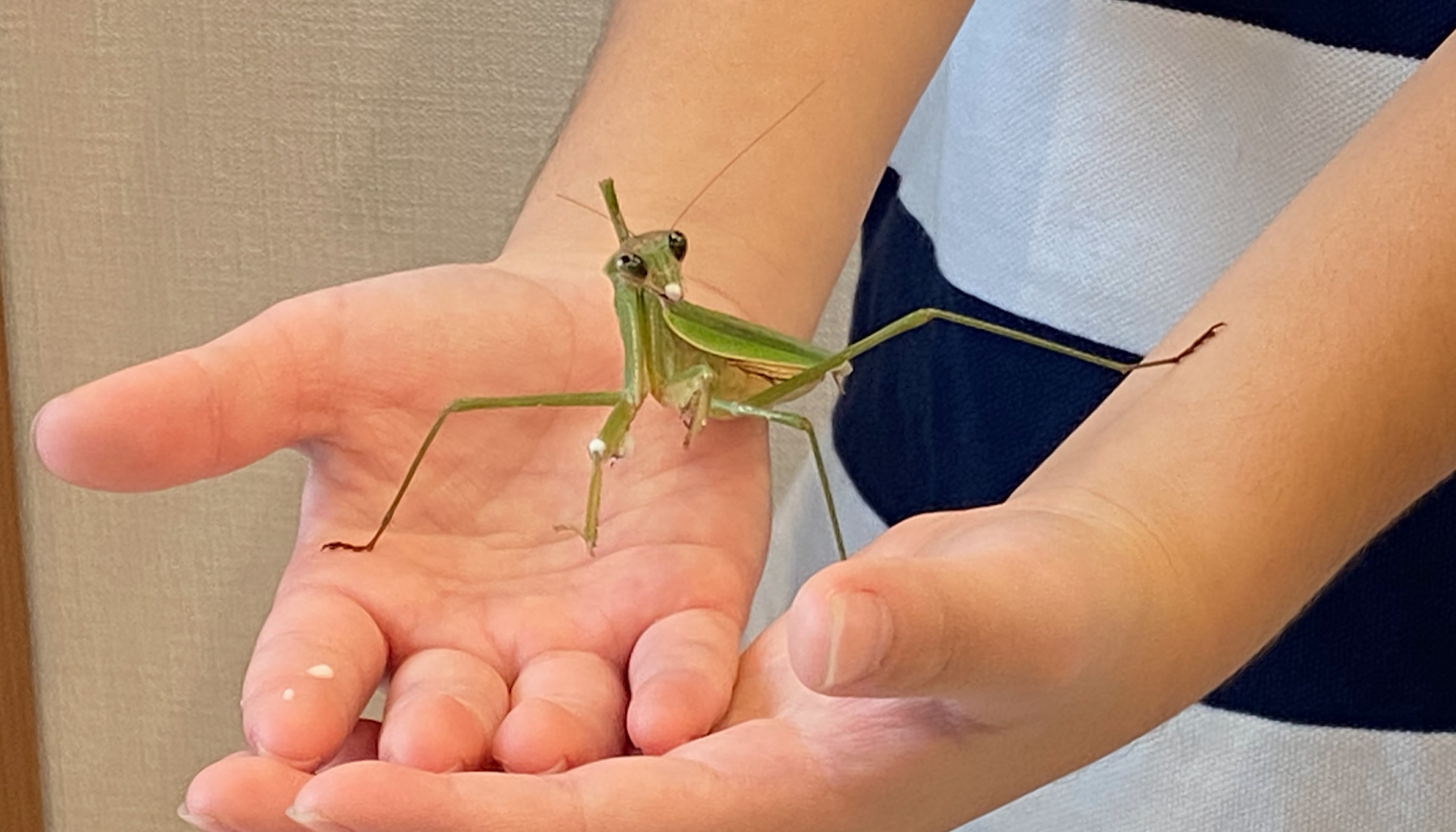 カマキリが意外と可愛い 幸せオヤジlife